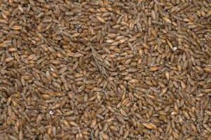 Food-grain-final-web