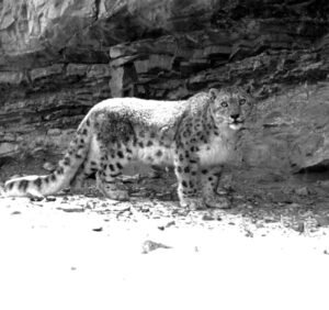 Camera-Trap-Photo-of-Snow-f