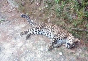 Leopard-in-shimla-final