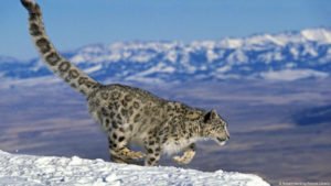 snow-leopard-web