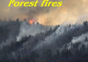 SHIMLAforest-fire-web