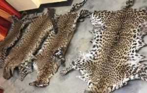 162306502550136592475541077731