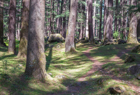 pine-trees-forest-manali-hi