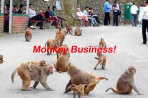 Monkey-business
