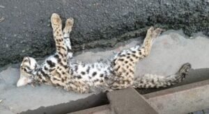 Screenshot_20240825_210820_Facebook