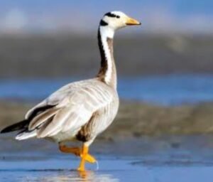 Bar headed geese