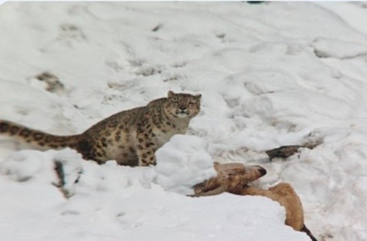 Snow Leopard with kill kargil