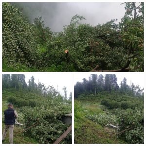 Forest encroachment drive