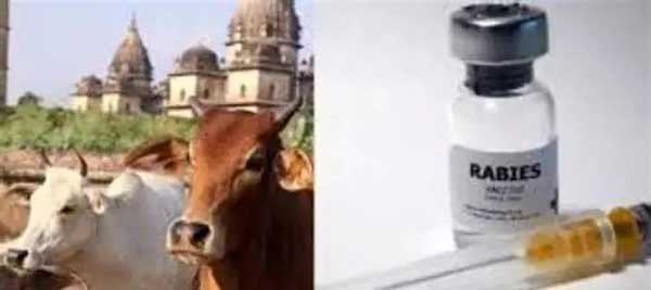 Rabied-cow-milk-web