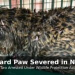 Leopard paw severed in Nahan