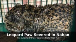 Leopard paw severed in Nahan