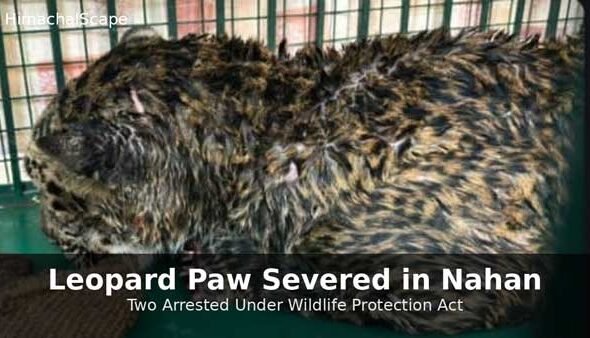 Leopard paw severed in Nahan