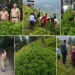 Shimla police digs out 10 bigha illicit cannabis farm