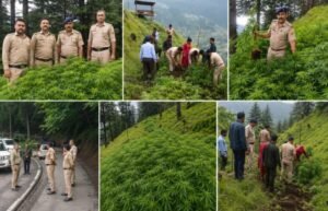 Shimla police digs out 10 bigha illicit cannabis farm