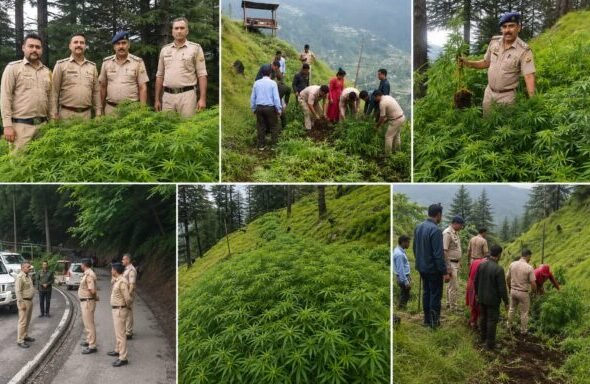 Shimla police digs out 10 bigha illicit cannabis farm