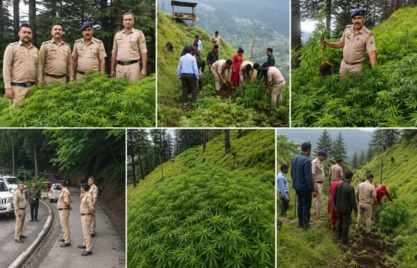 Shimla police digs out 10 bigha illicit cannabis farm