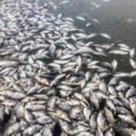 Pollution of Sutlej, substandard drugs: Baddi-Nalagarh faces a double whammy